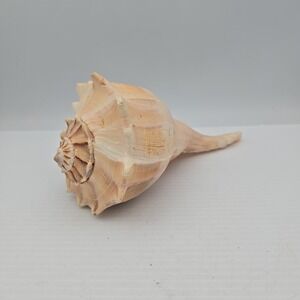 Conch Shell Large Beautiful Natural Decor  Seashell 8" x 4"